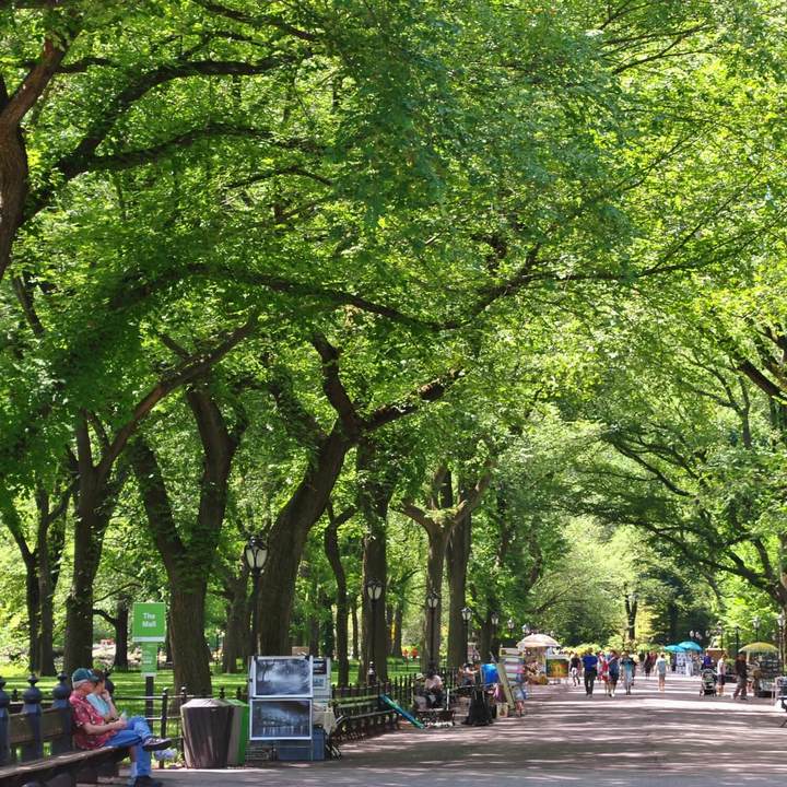 American Elm by Growing Home Farms