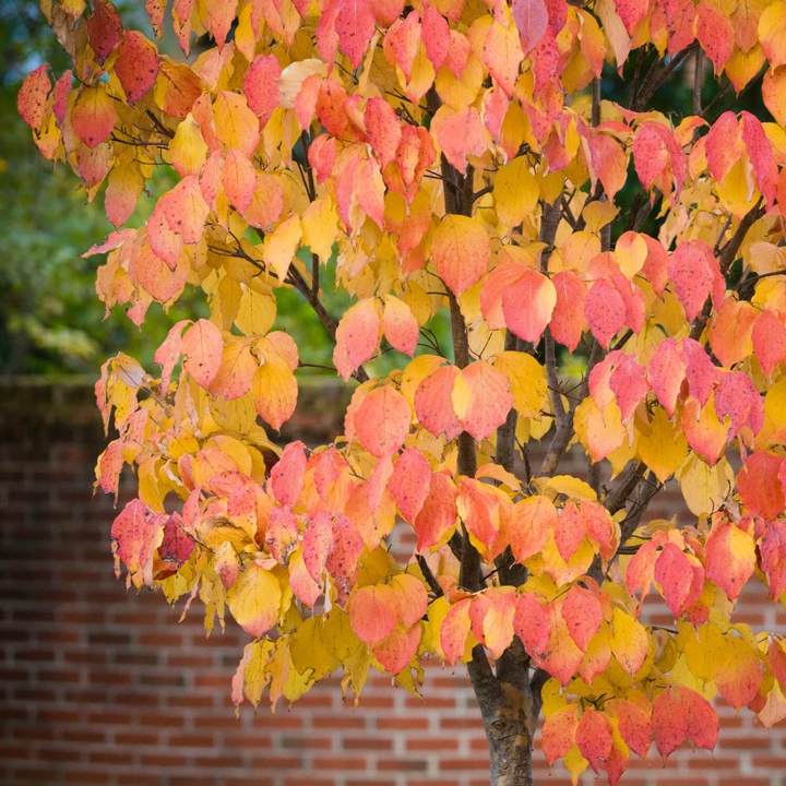 American Elm by Growing Home Farms