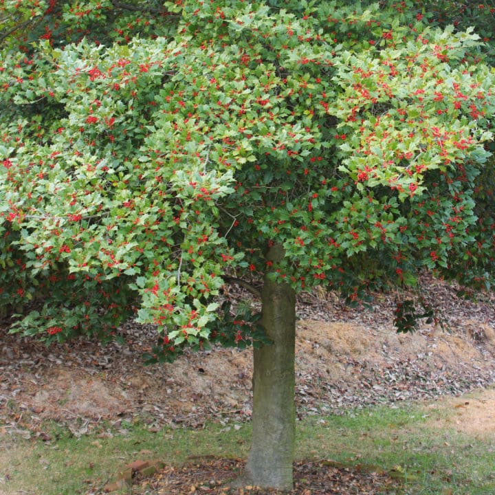 American Holly by Growing Home Farms