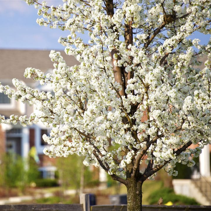 American Plum Tree by Growing Home Farms