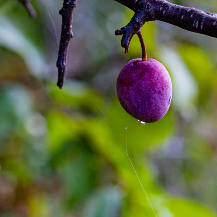 American Plum Tree by Growing Home Farms