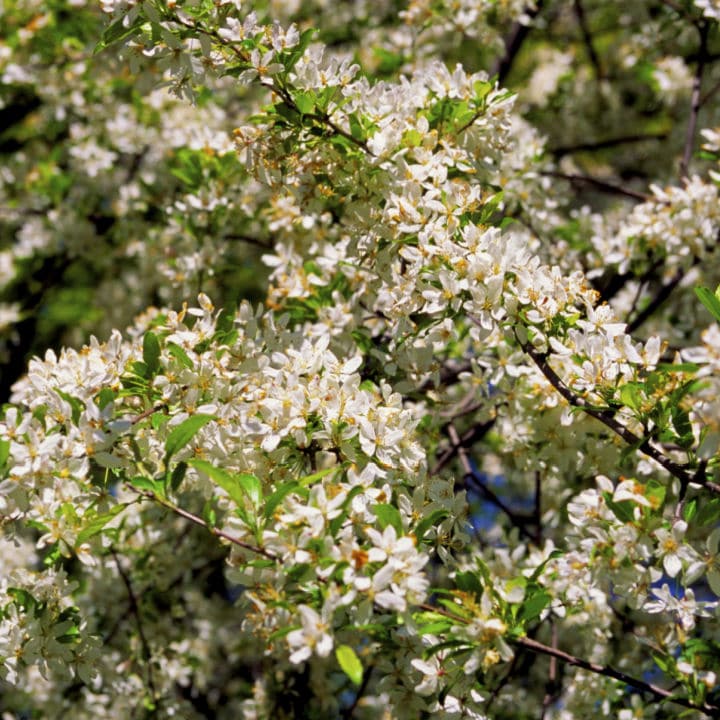 American Plum Tree by Growing Home Farms