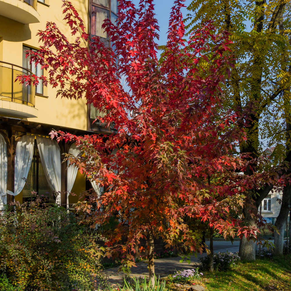 Autumn Blaze Maple | Shade Tree by Growing Home Farms