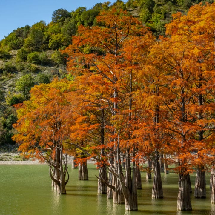 Bald Cypress | Shade Tree by Growing Home Farms