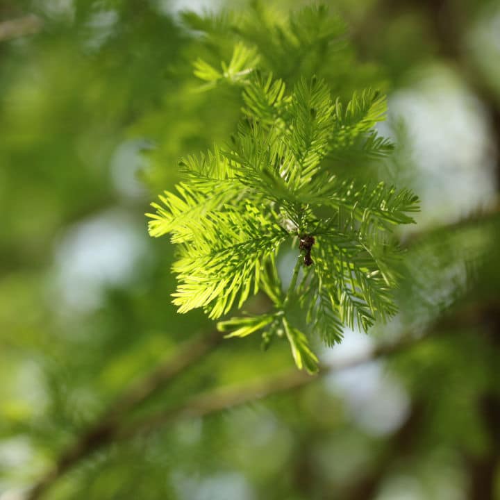 Bald Cypress | Shade Tree by Growing Home Farms