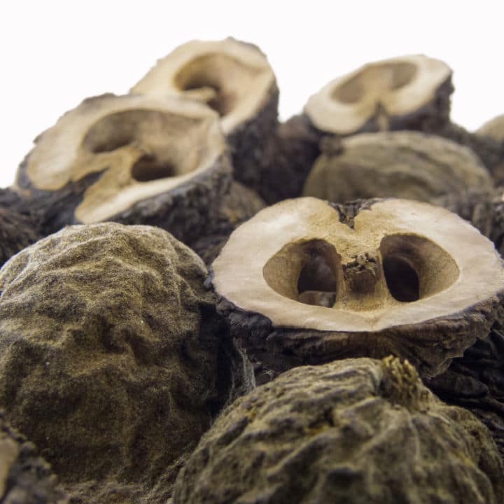Black Walnut | Fruit Tree by Growing Home Farms