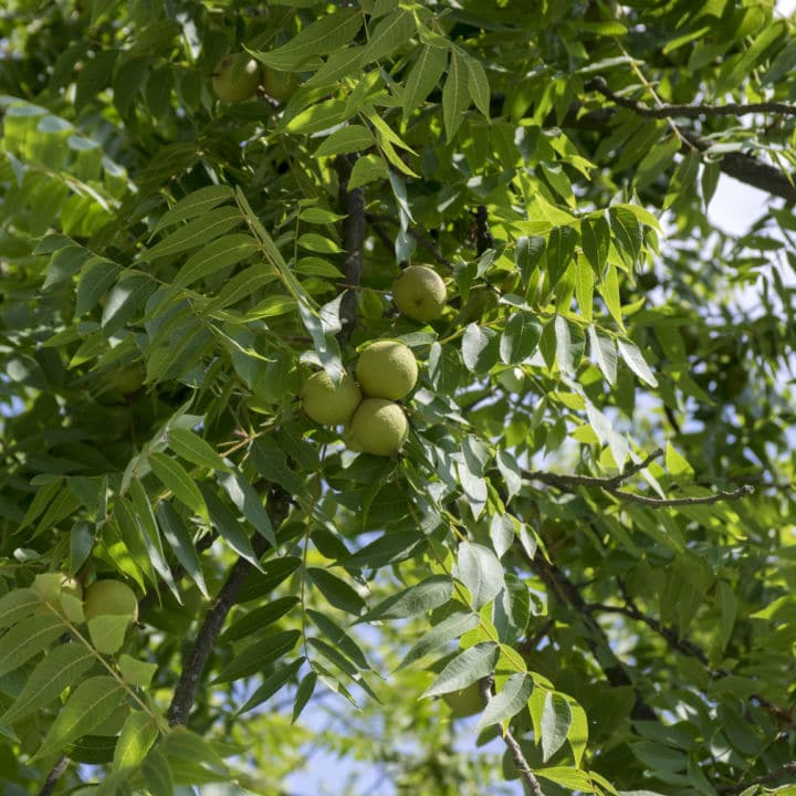 Black Walnut | Fruit Tree by Growing Home Farms