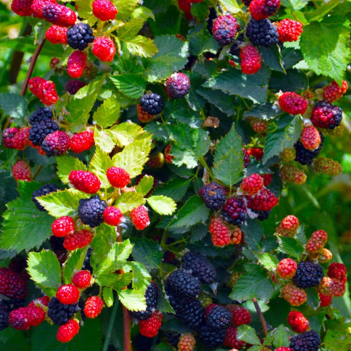 Apache Thornless Blackberry by Growing Home Farms