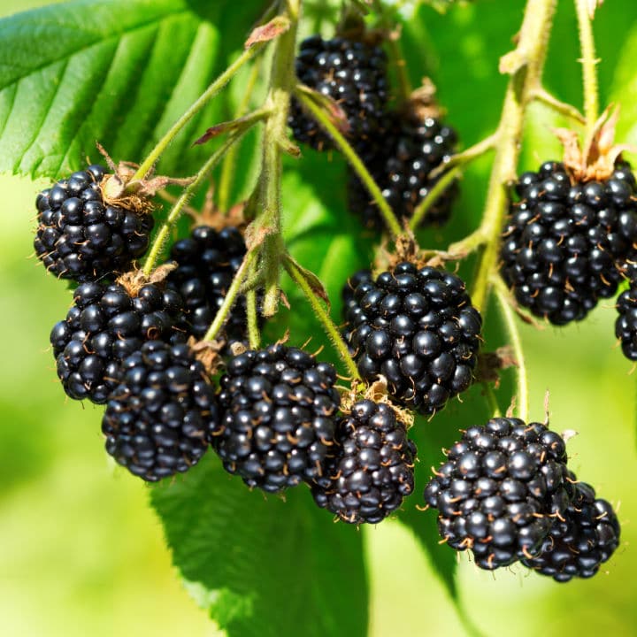 Apache Thornless Blackberry by Growing Home Farms