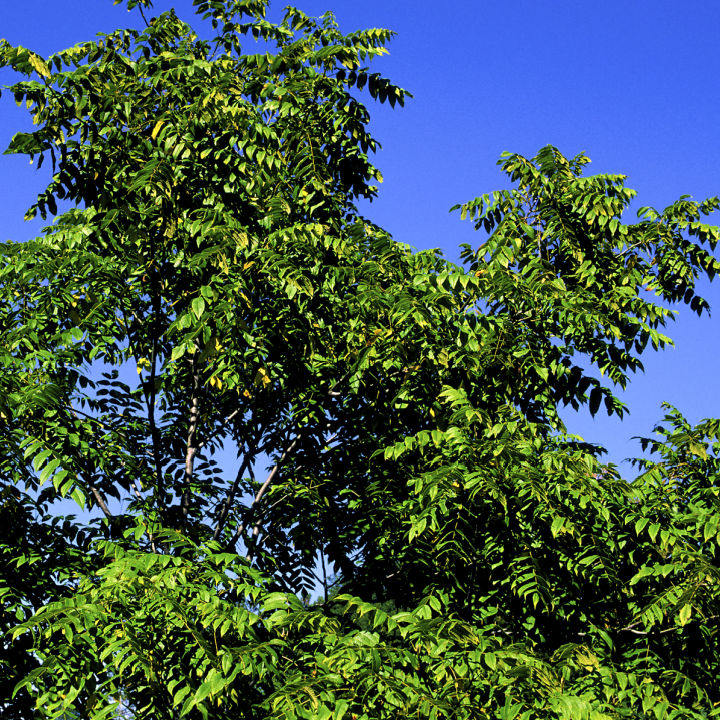 Butternut (White Walnut) | Fruit Tree by Growing Home Farms