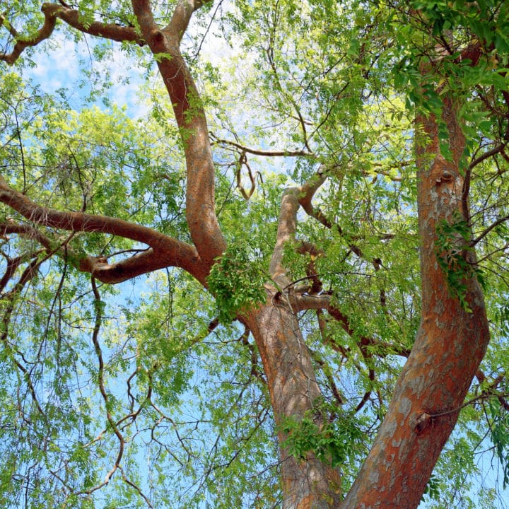 Chinese Elm | Shade Tree by Growing Home Farms