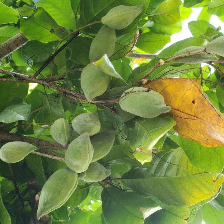 Chinese Chestnut | Fruit Tree by Growing Home Farms