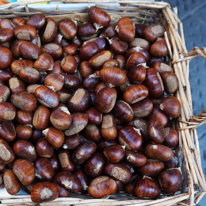 Chinese Chestnut | Fruit Tree by Growing Home Farms