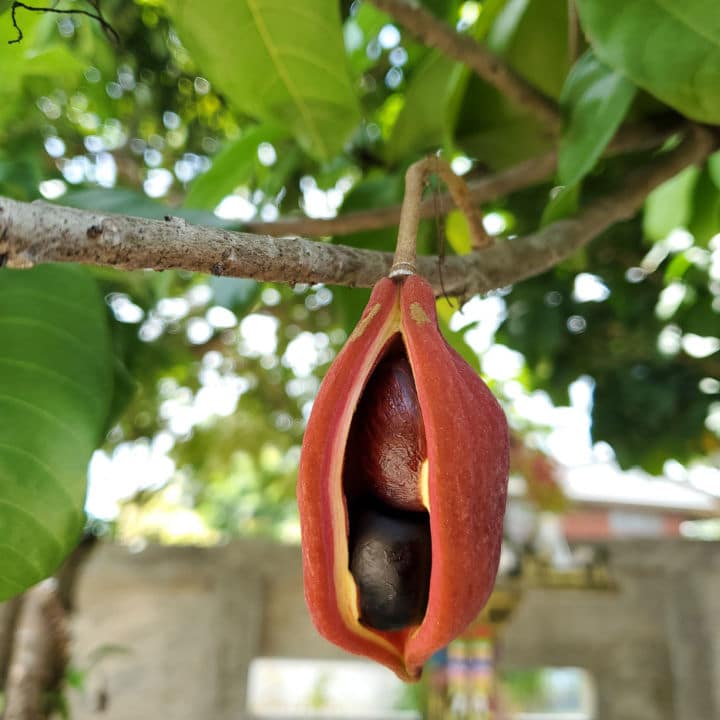 Chinese Chestnut | Fruit Tree by Growing Home Farms
