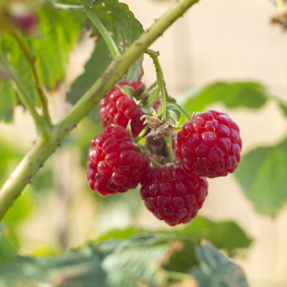 Red Raspberry 'Coho' by Growing Home Farms