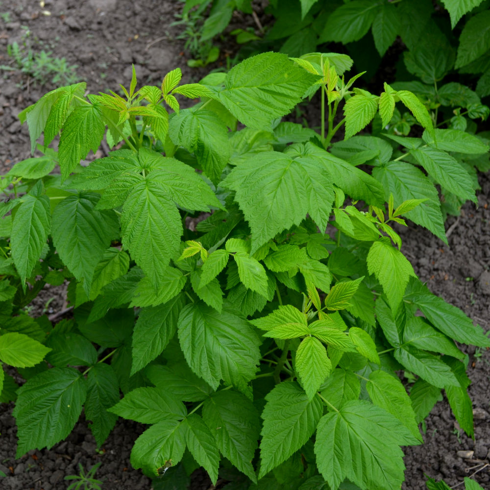 Red Raspberry 'Coho' by Growing Home Farms