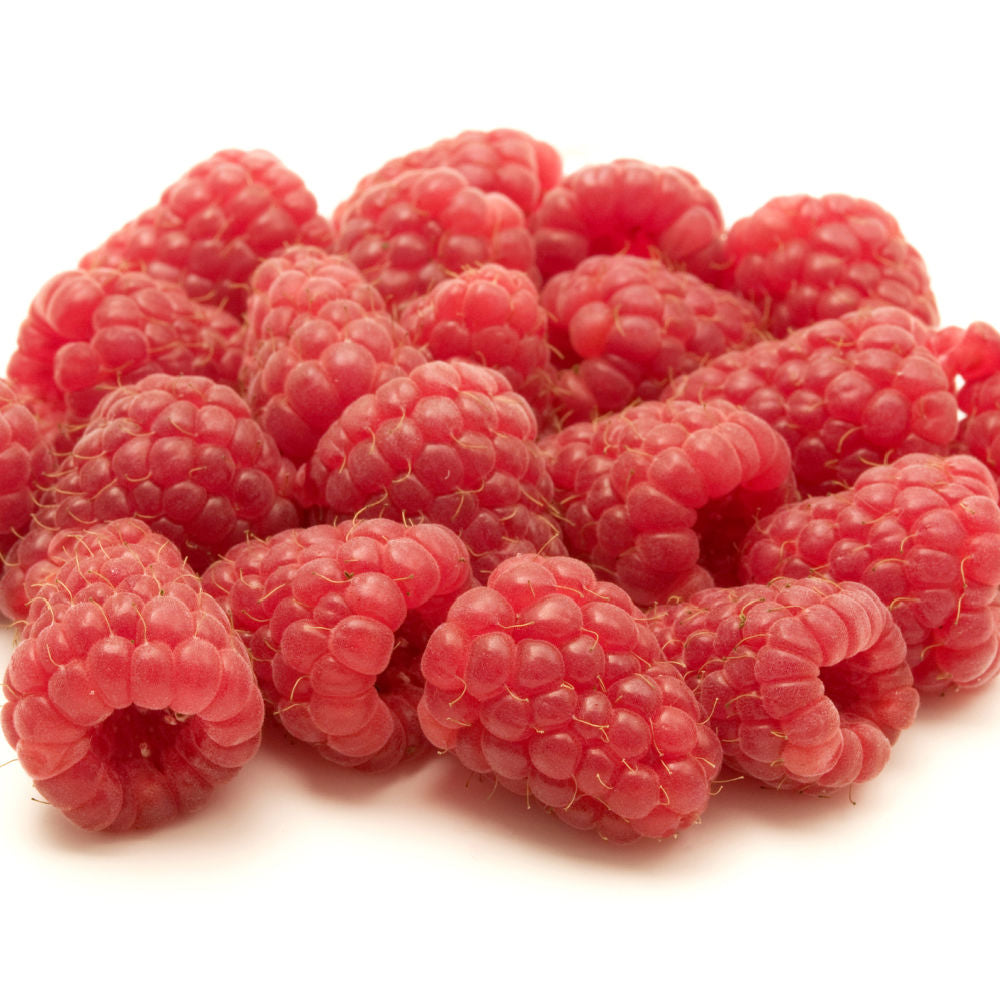 Red Raspberry 'Coho' by Growing Home Farms