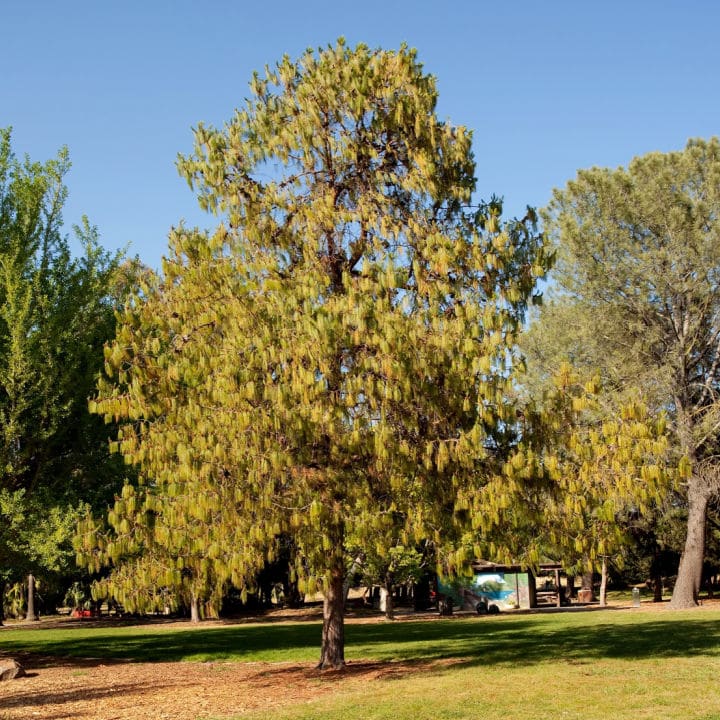 Eastern White Pine | Shade Tree by Growing Home Farms