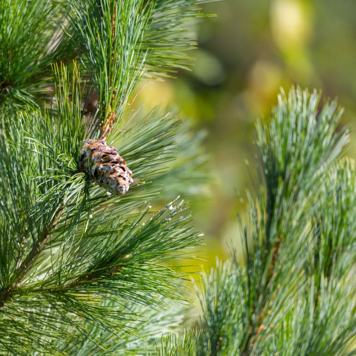 Eastern White Pine | Shade Tree by Growing Home Farms