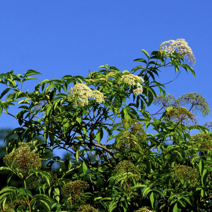 American Black Elderberry | Shop Shrubs by Growing Home Farms