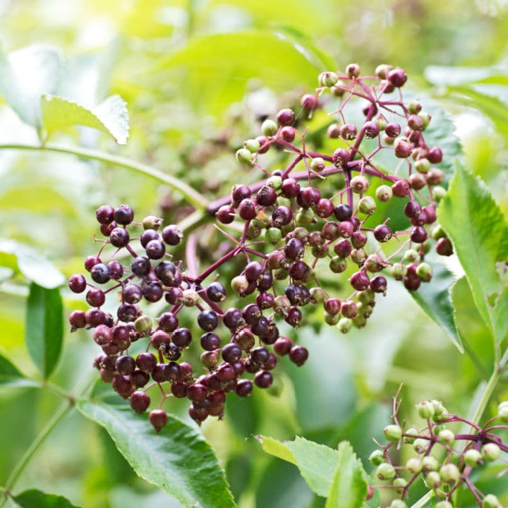 American Black Elderberry | Shop Shrubs by Growing Home Farms