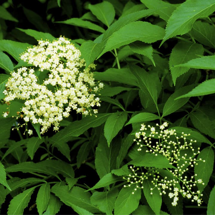 American Black Elderberry | Shop Shrubs by Growing Home Farms