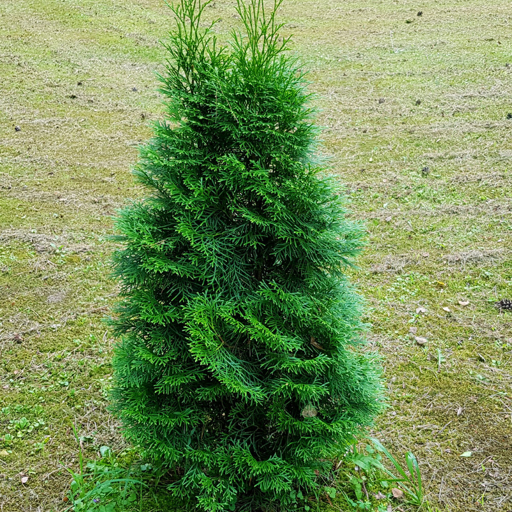 Green Giant Arborviate by Growing Home Farms