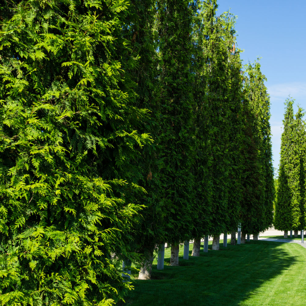 Green Giant Arborviate by Growing Home Farms