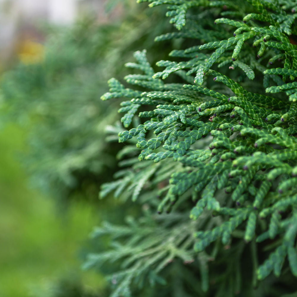 Green Giant Arborviate by Growing Home Farms