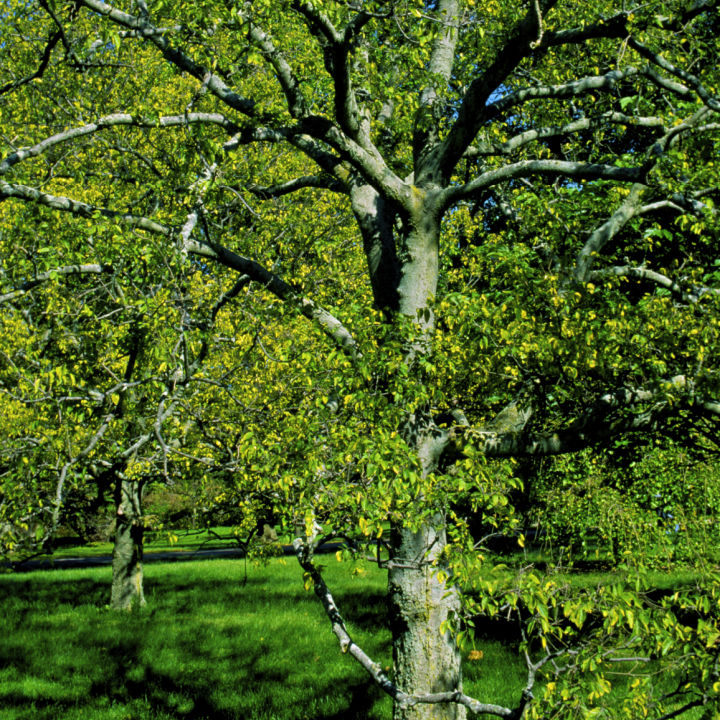 Hackberry by Growing Home Farms