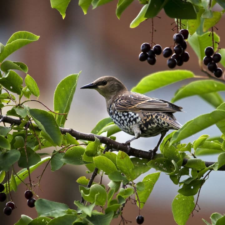 Hackberry by Growing Home Farms
