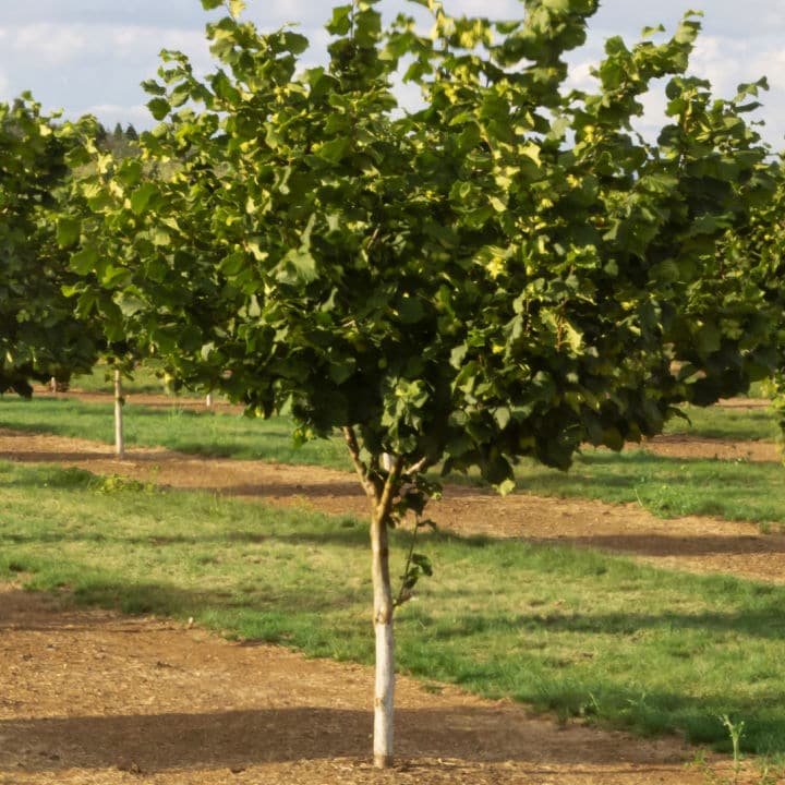 American Hazelnut by Growing Home Farms