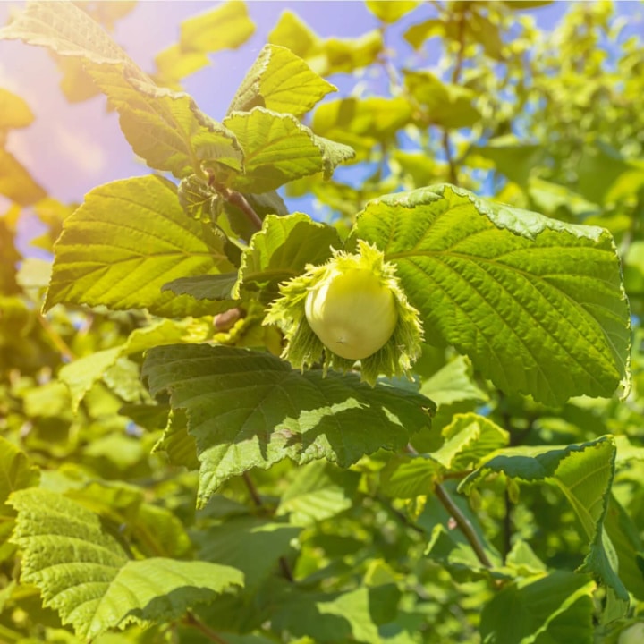 American Hazelnut by Growing Home Farms