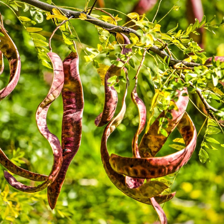 Honey Locust Tree by Growing Home Farms