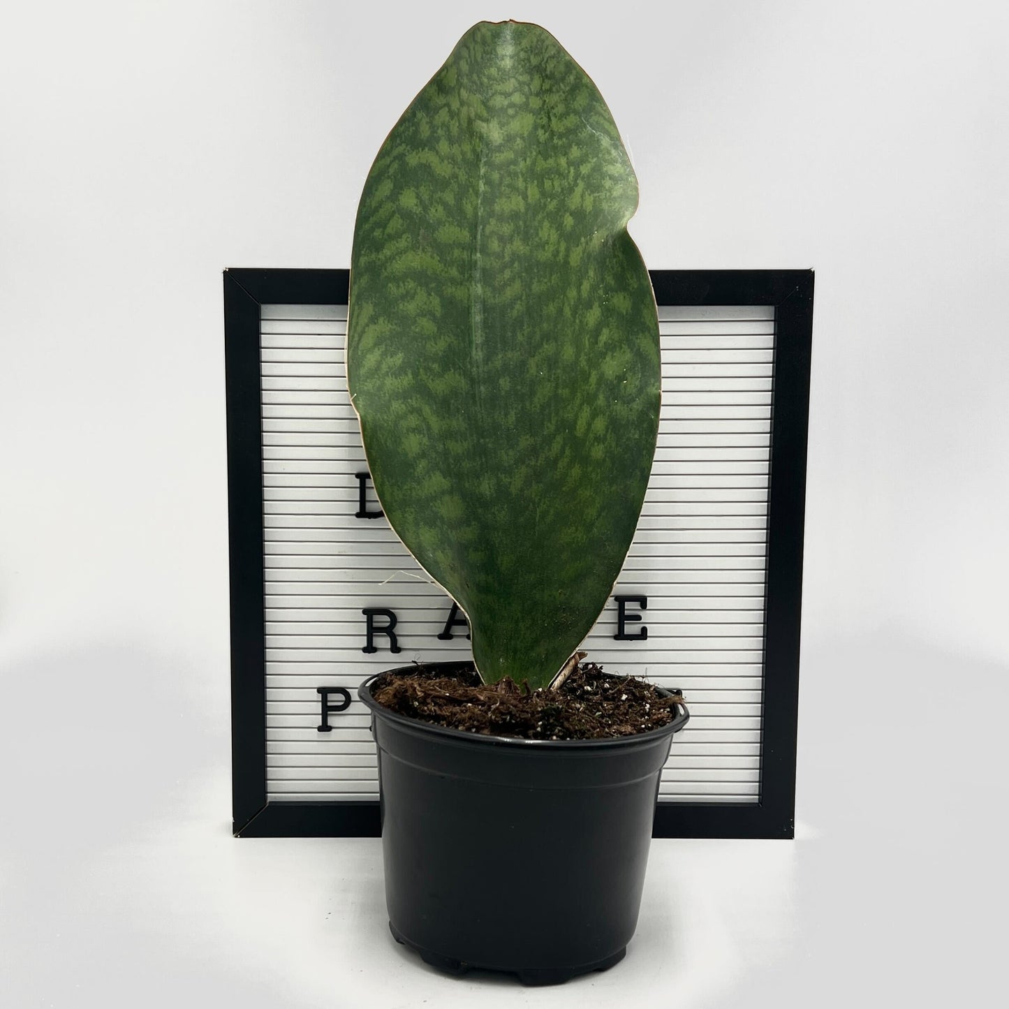 Sansevieria Masoniana by Elm Dirt