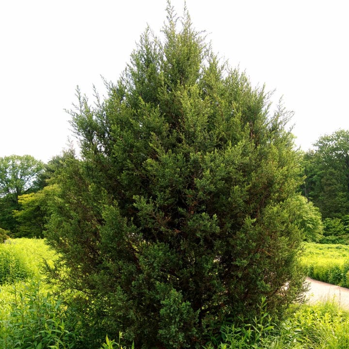 Hetzi Juniper | Shop Shrubs by Growing Home Farms