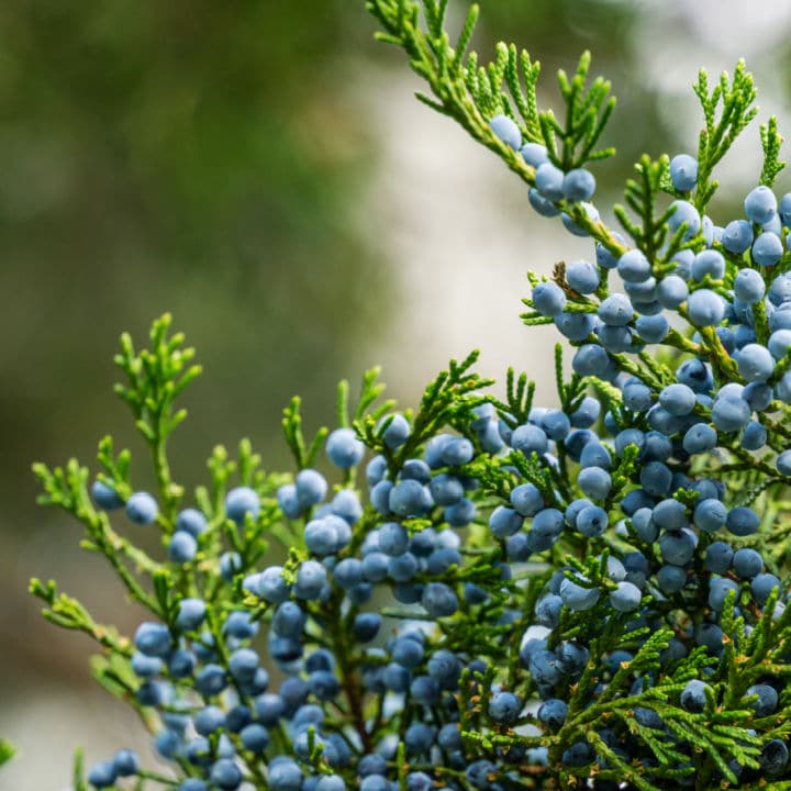 Hetzi Juniper | Shop Shrubs by Growing Home Farms
