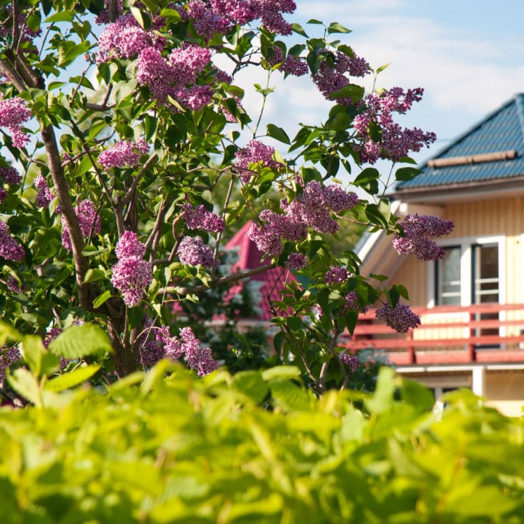 Lilac | Flowering Tree by Growing Home Farms