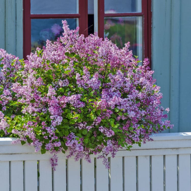 Lilac | Flowering Tree by Growing Home Farms