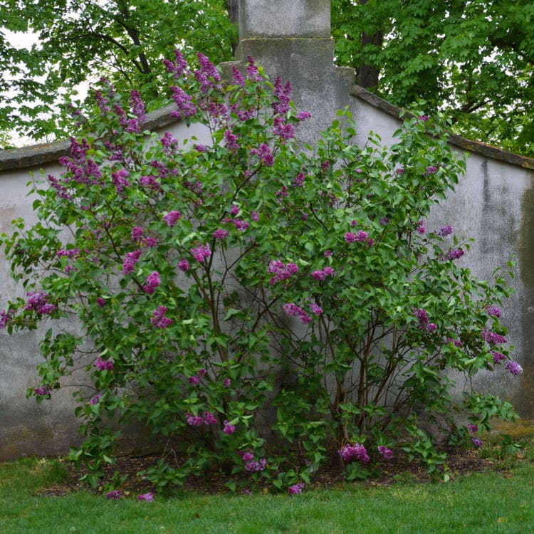 Lilac | Flowering Tree by Growing Home Farms