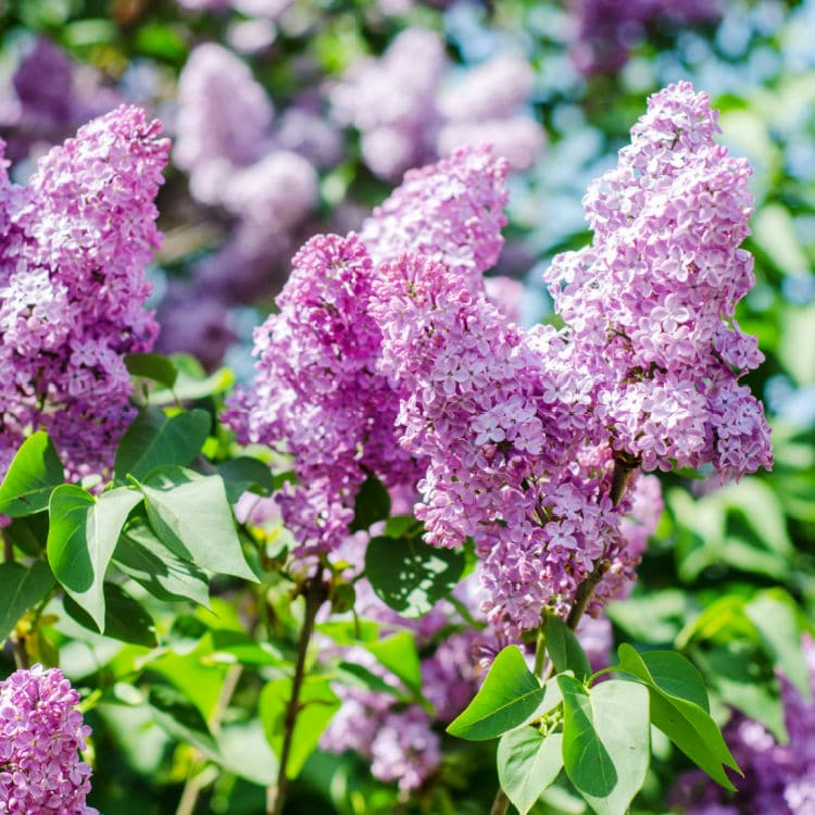 Lilac | Flowering Tree by Growing Home Farms
