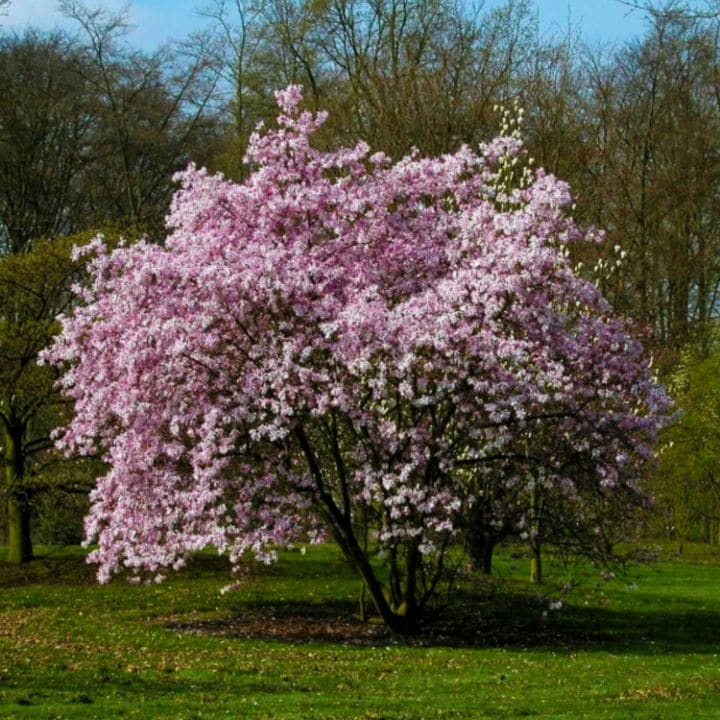 Ann Magnolia | Flowering Tree by Growing Home Farms