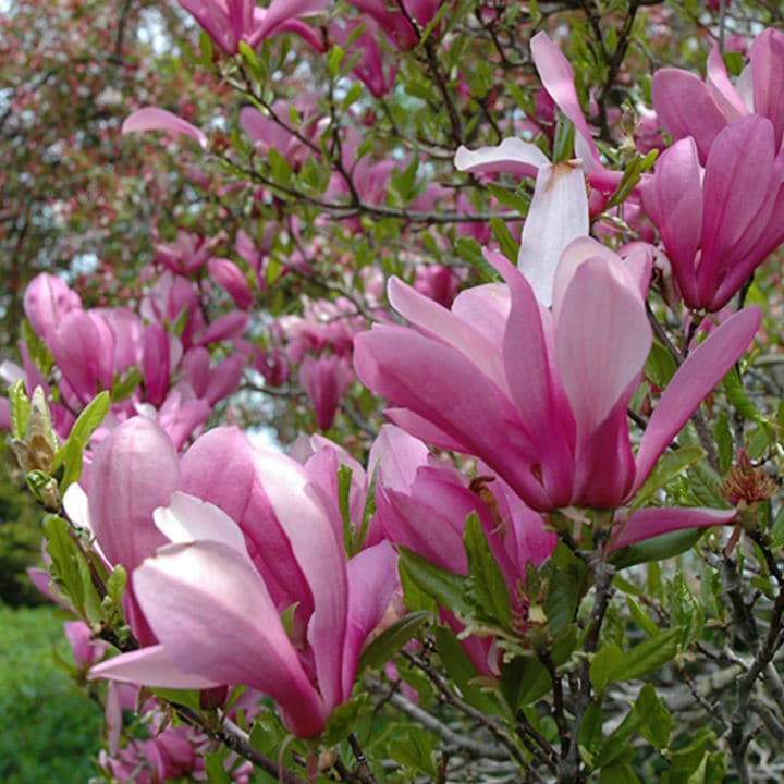 Ann Magnolia | Flowering Tree by Growing Home Farms