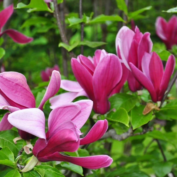 Jane Magnolia by Growing Home Farms