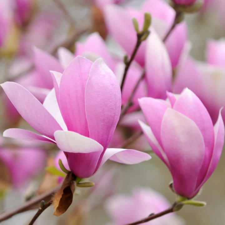 Jane Magnolia by Growing Home Farms