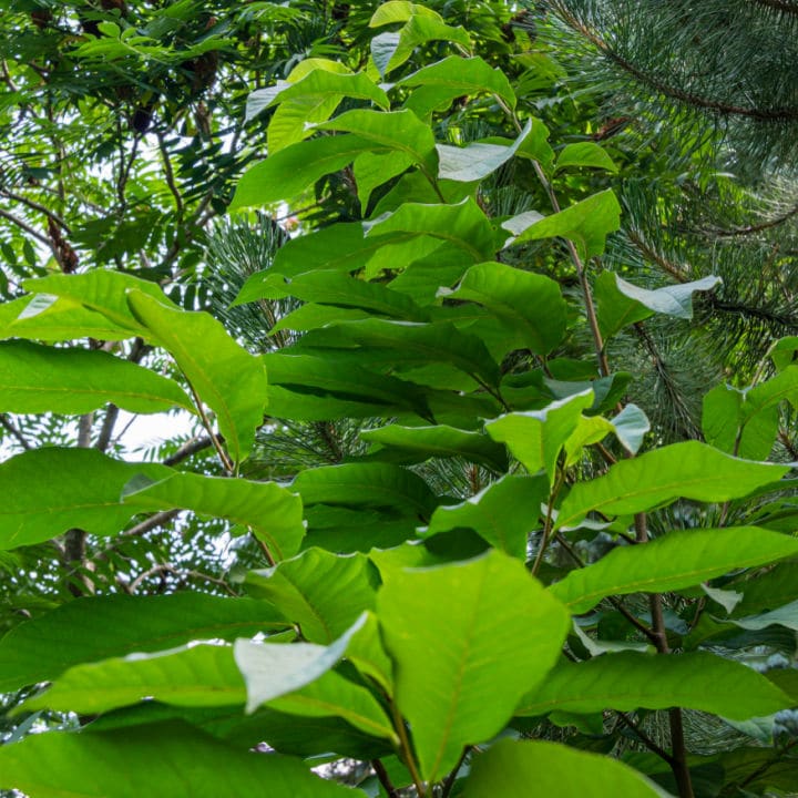 Paw Paw Trees | Fruit Tree by Growing Home Farms