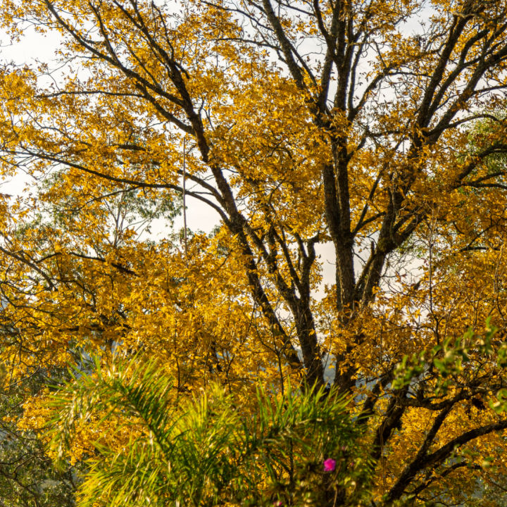 Native Pecan by Growing Home Farms