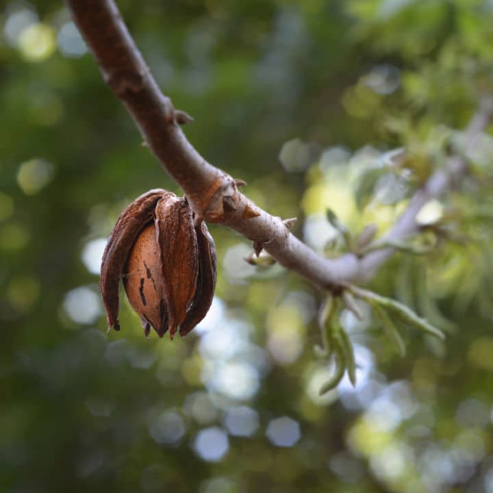 Native Pecan by Growing Home Farms