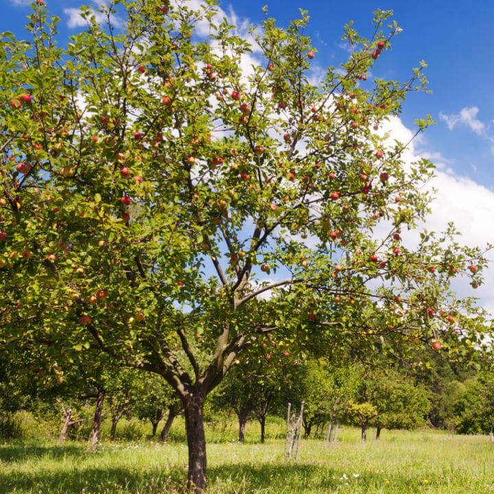 Cortland Apple by Growing Home Farms