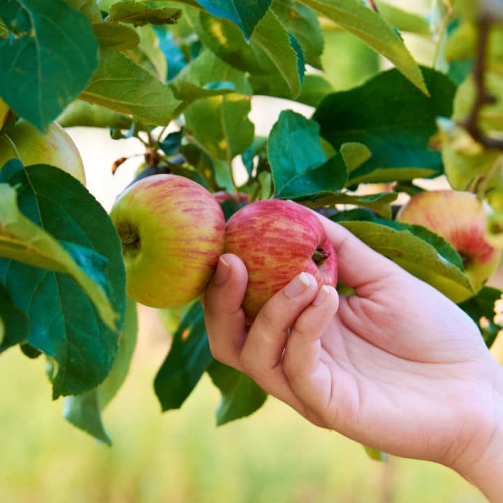 Cortland Apple by Growing Home Farms